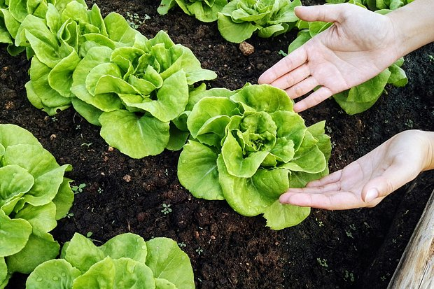 Что можно посеять и посадить в огороде в апреле? Овощи и цветы — семенами и рассадой