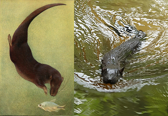 Выдровая землеройка, которая не выдра и не землеройка