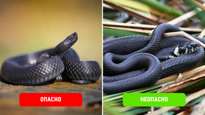5 пар ядовитых и безвредных змей, которых легко перепутать