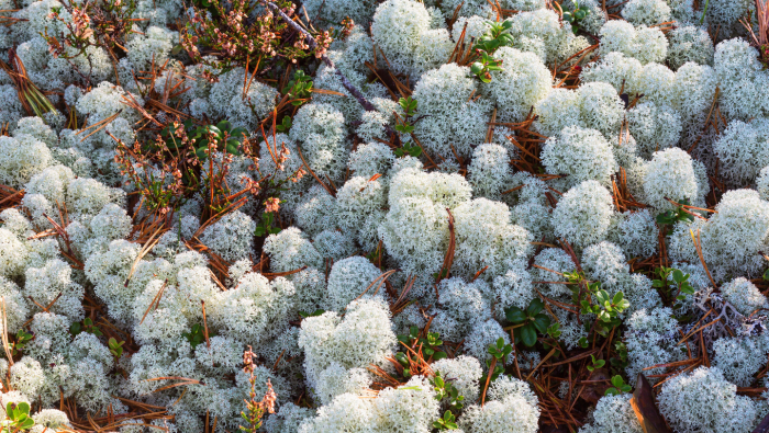 Ягель: скромный властелин тундры