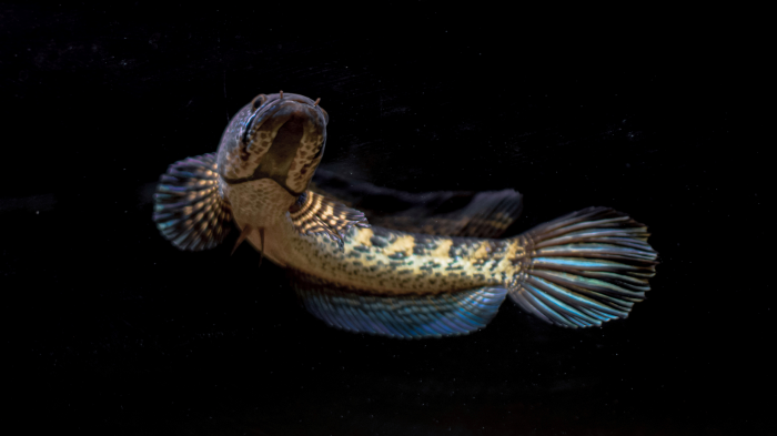 Подводные захватчики:  5 инвазивных рыб, которые осваивают водоемы России