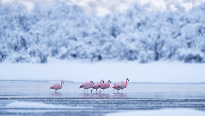 Зимние фотографии из жизни животных