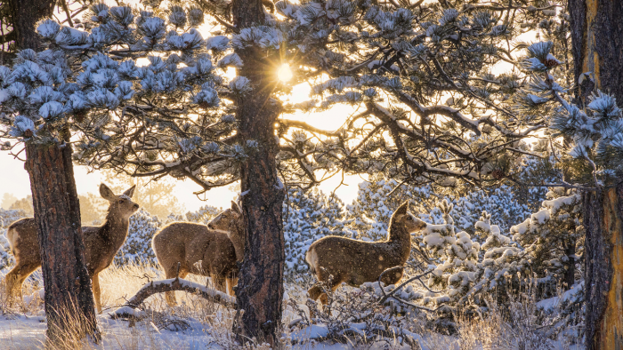 Зимние фотографии из жизни животных