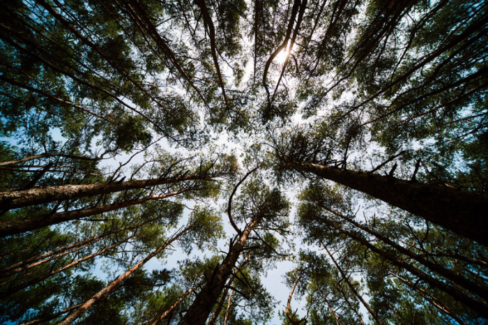 Этот причудливый «танцующий» лес продолжает ставить в тупик экспертов