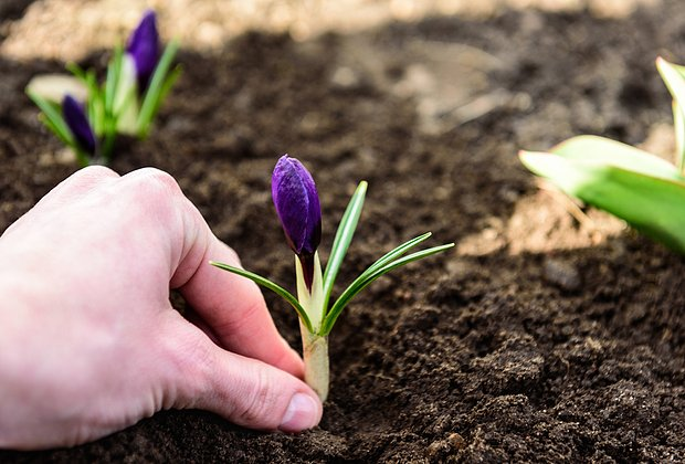 Первоцветы: какие растения цветут ранней весной в природе и в саду