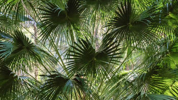 Капустная пальма: дерево, из листьев которого можно готовить суп и делать шляпы