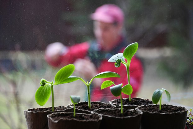 Как вырастить хорошую рассаду: сроки и правила посадки, секреты ухода