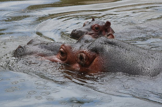 Бегемот: что это за животное и почему оно считается опасным для людей