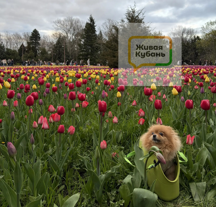 Вытаптывают клумбы и оставляют горы мусора: как выглядит дендрарий Краснодара во время цветения тюльпанов