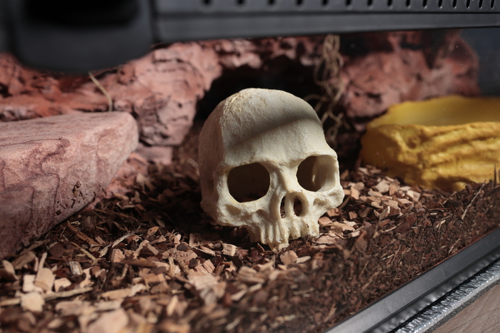 Первый террариум для первой змеи