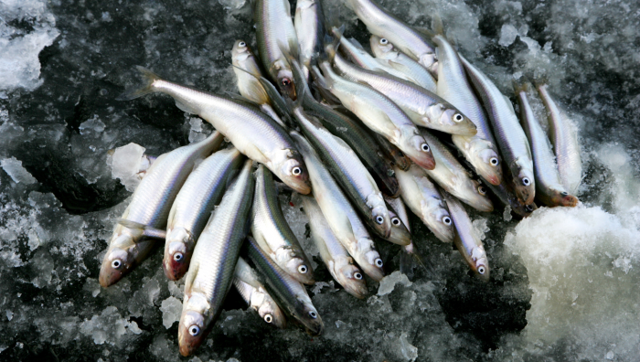 Нева: гид по реке, где не бывает половодий и паводков