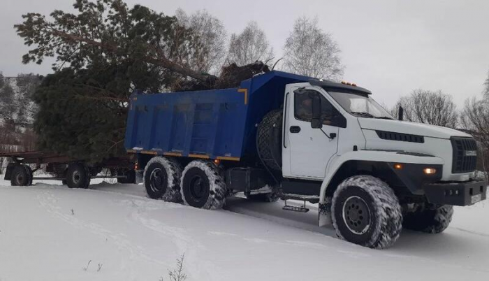 Чарышский девелопер запустил проект по спасению хвойных деревьев
