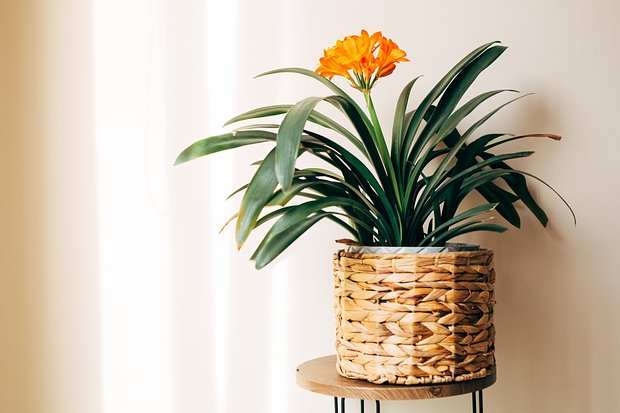 Цветок кливия: сорта, уход и пересадка, вредители