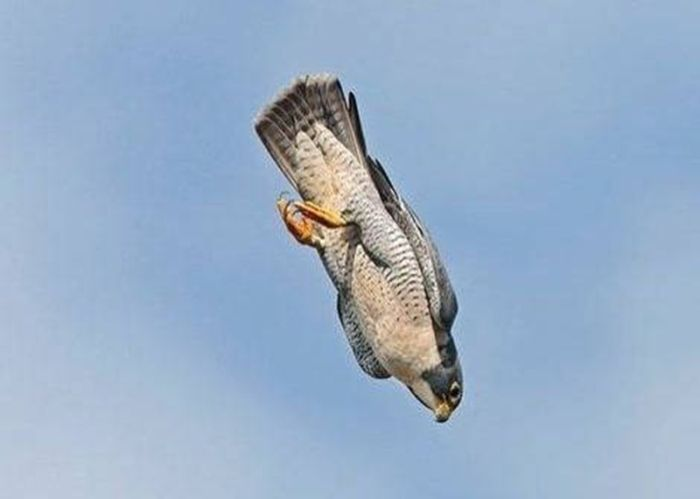 Самые быстрые животные в мире