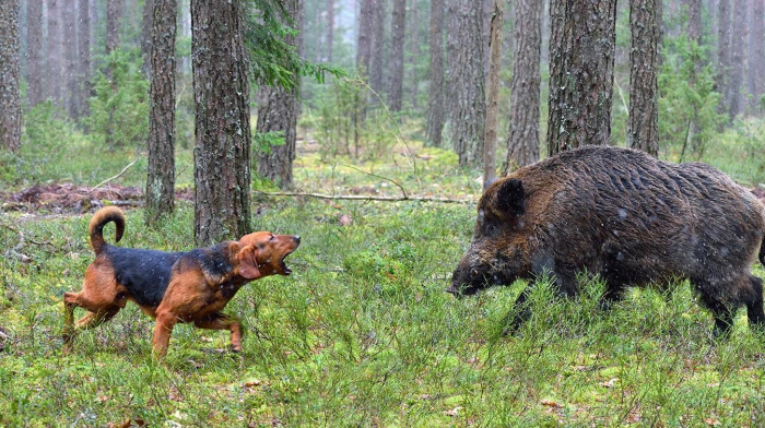 Подборка пород самых лучших охотничьих собак
