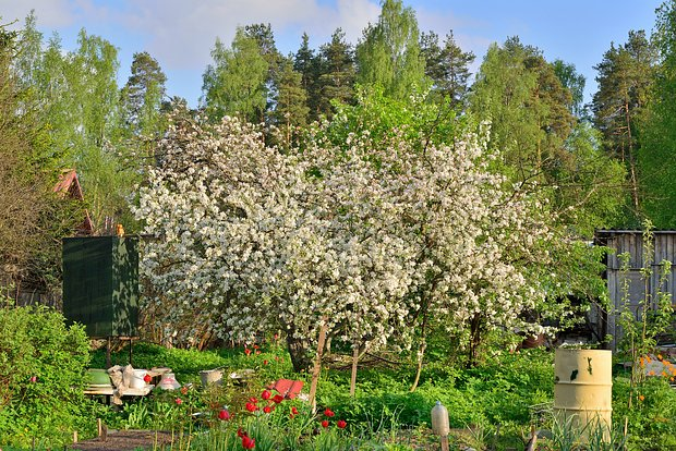 Яблоня сорта «Белый налив»: выращивание и уход, советы экспертов