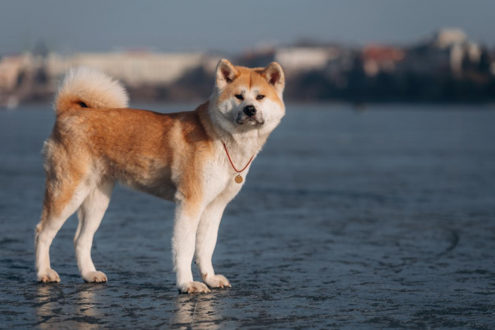 Самые древние породы собак: 10 претендентов на почетное звание