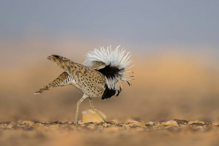 Победители конкурса «Фотограф птиц года — 2025»