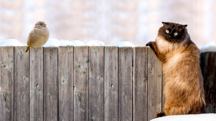 Зимние фотографии из жизни животных