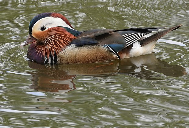 Птицы из Красной книги России: 15 редких видов с фото, места обитания