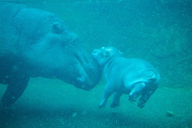 Бегемот: что это за животное и почему оно считается опасным для людей