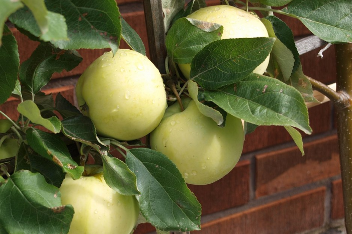 Яблоня сорта «Белый налив»: выращивание и уход, советы экспертов