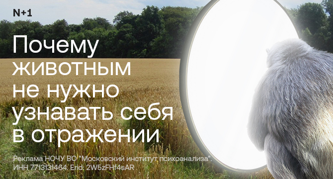 Первые поселенцы Бисмарка привезли кускусов и сделали их основной добычей