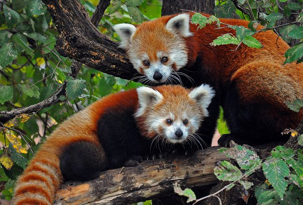 Красная панда: что это за животное, как выглядит, где живет и чем отличается от большой панды