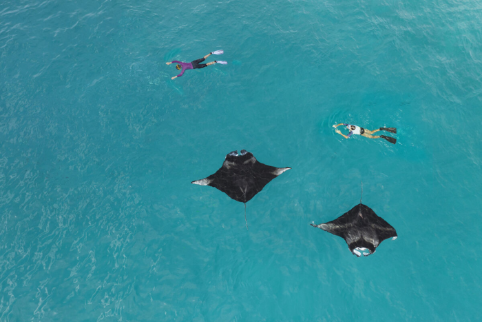 The Westin Maldives Miriandhoo Resort приглашает на сезон скатов-мант